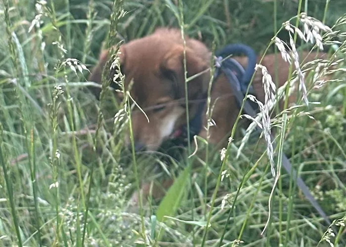 Villa550 Вилла Обервезель